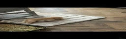 Mini Lop rabbits for sale: 2 Beautiful Mini Lop Rabbits with Premium Hutch - Advert 2