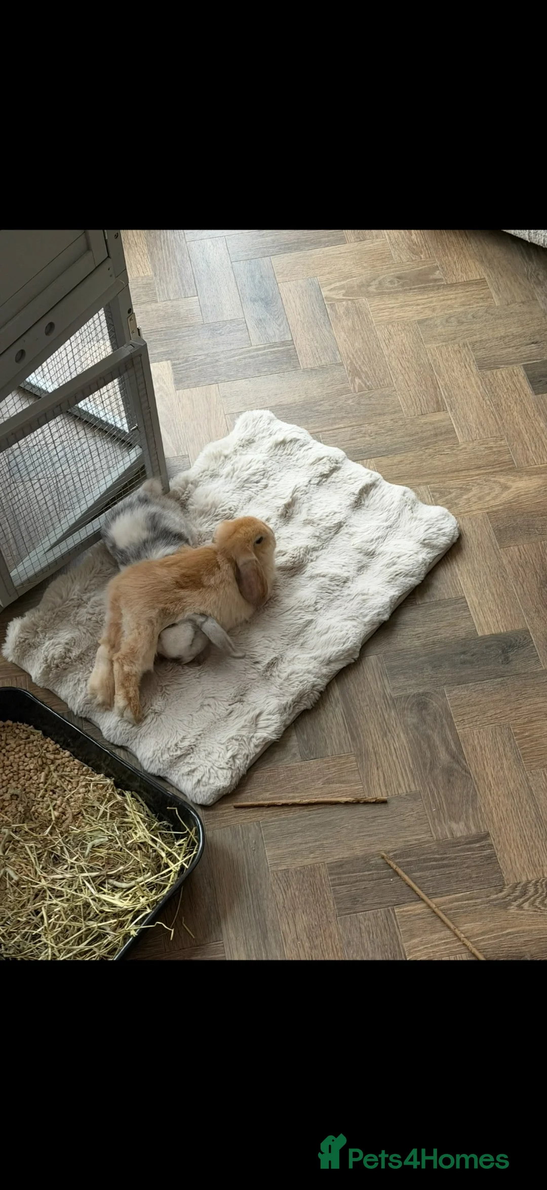 Mini Lop rabbits for sale: 2 Beautiful Mini Lop Rabbits with Premium Hutch - Advert 2