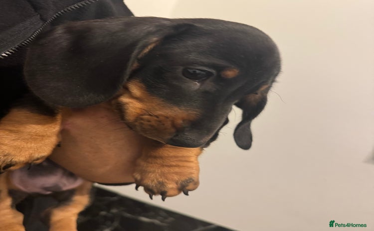 Dachshund dogs Miniature dachshund boy READY NOW - Advert 1
