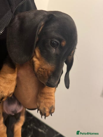 Dachshund dogs Miniature dachshund boy READY NOW - Advert 1