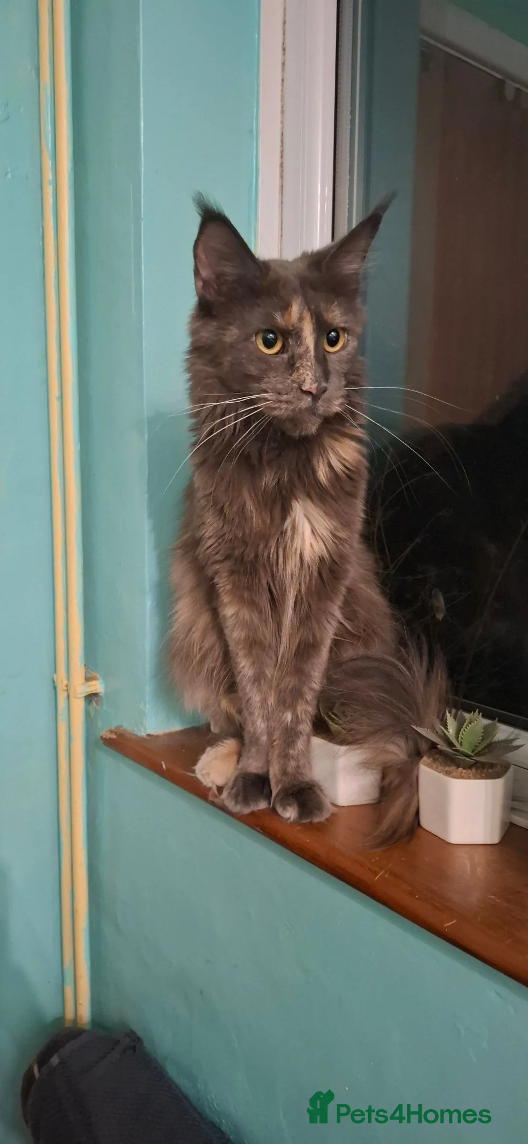 Maine Coon cats for sale: 3 stunning boys looking for their forever homes  - Advert 2
