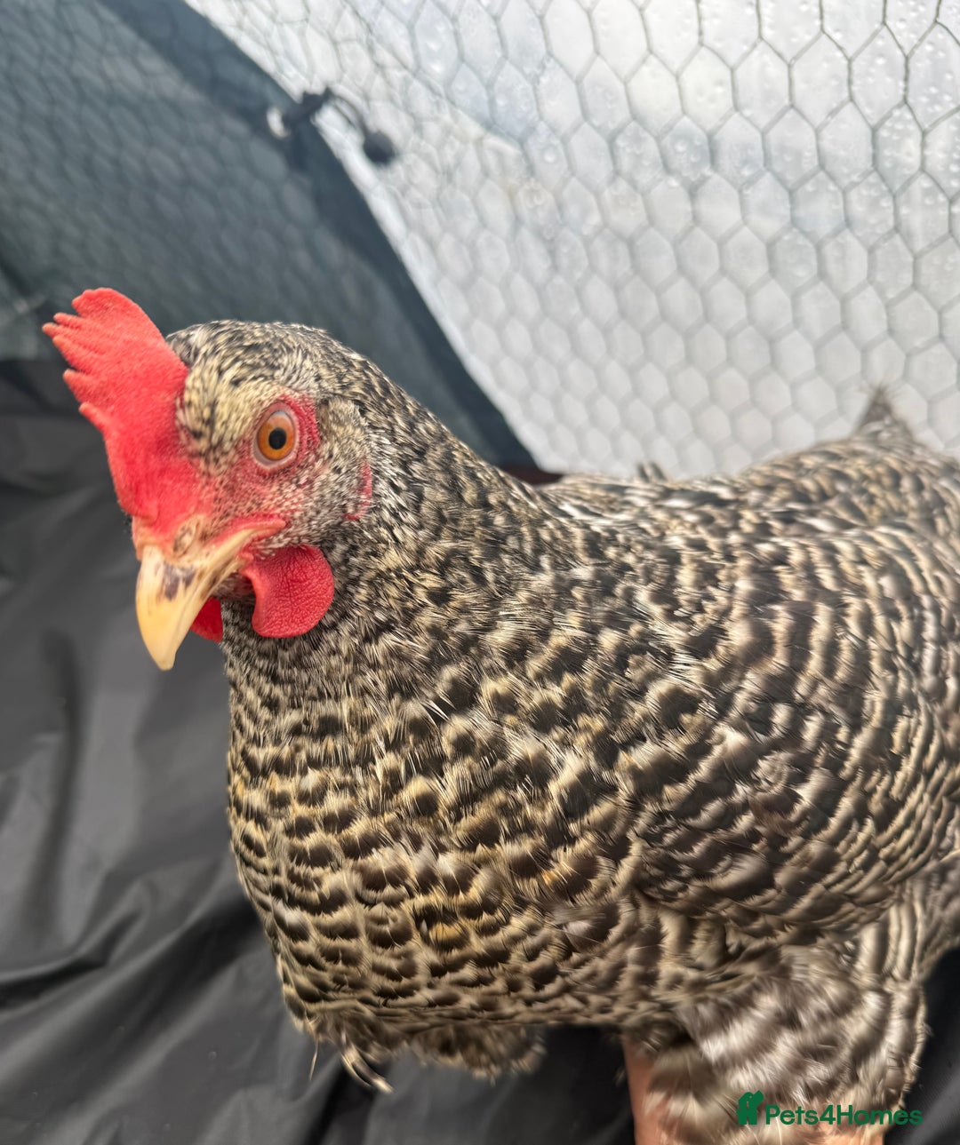 Chickens poultry for sale: Laying Plymouth Rock hen - Advert 1