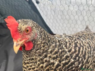 Chickens poultry Laying Plymouth Rock hen - Advert 1