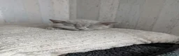 British Shorthair cats for sale: British Shorthair ready now!  - Advert 10