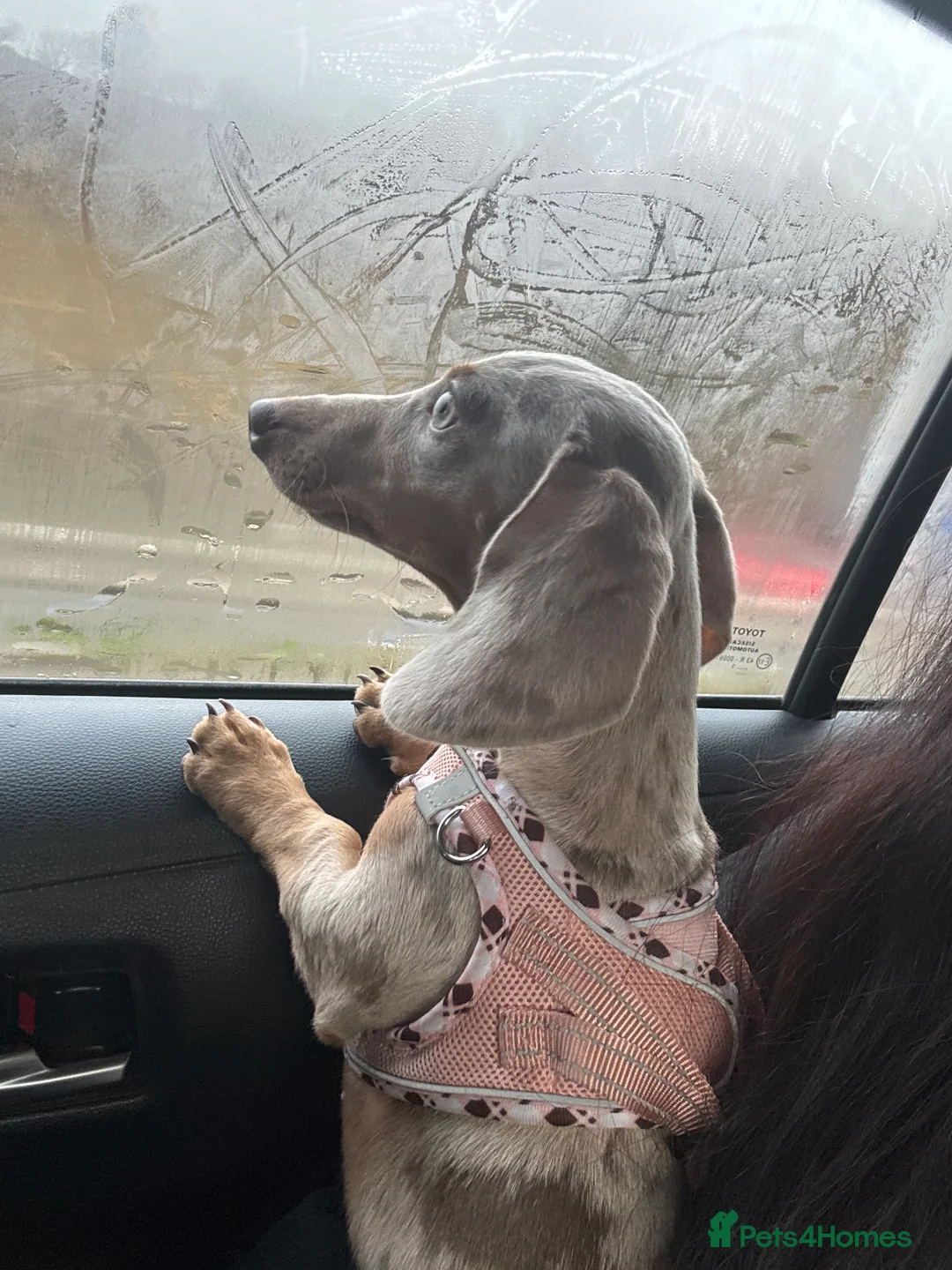 Miniature Dachshund dogs for sale: Miniature dachshund  - Advert 3