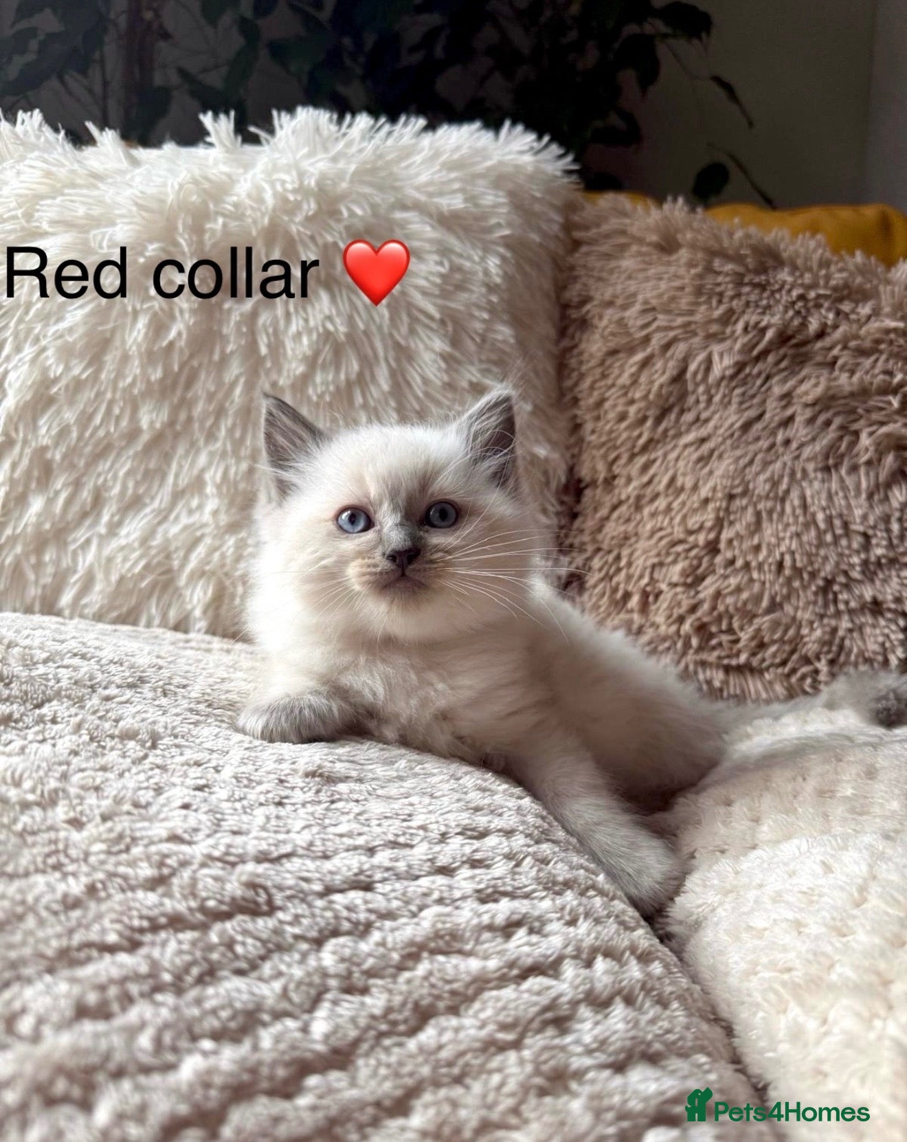 Ragdoll cats ❤️ 🐾 Meet Your New Best Friend! 🐾 ❤️ - Advert 2