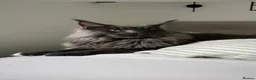 Maine Coon cats for sale: Make mainecoon  - Advert 4