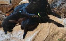 Labrador Retriever dogs for sale: Black and chocolate labrador puppies - Image 5