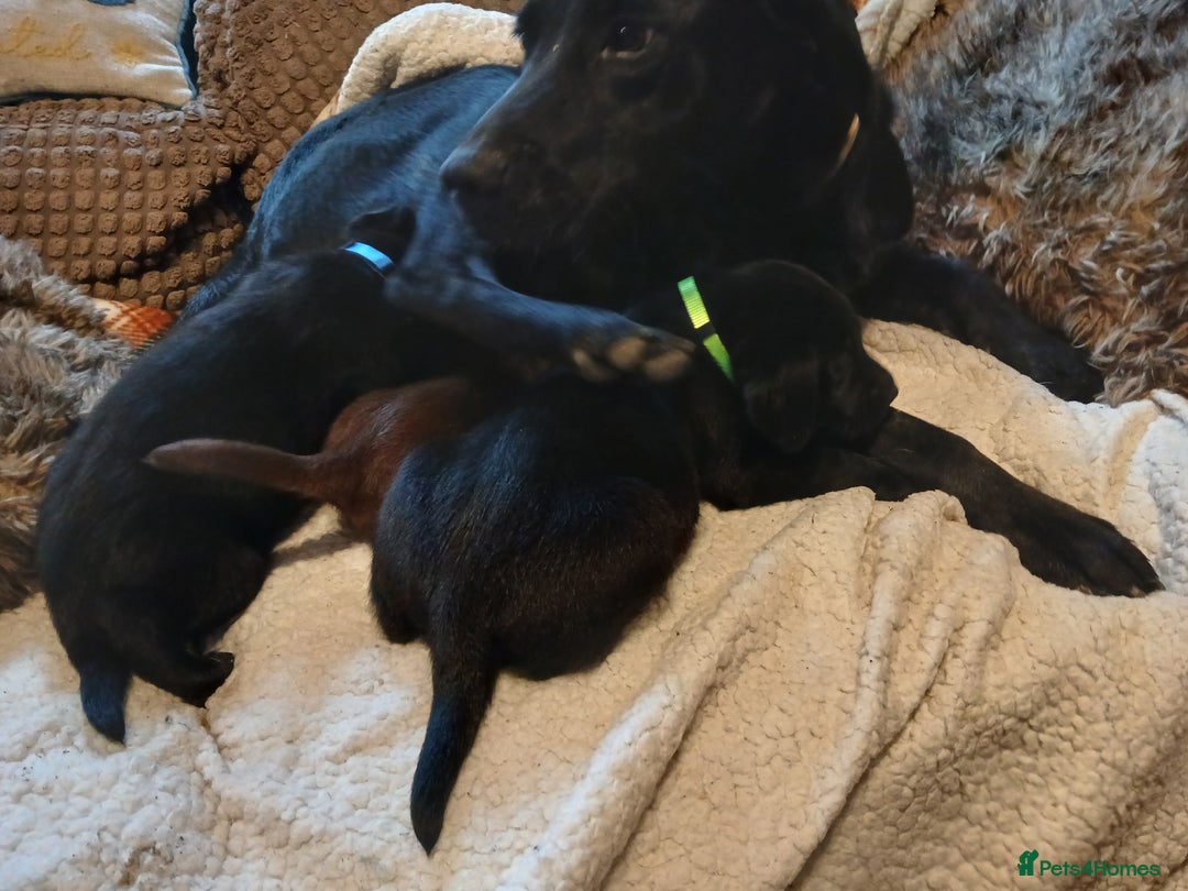 Labrador Retriever dogs for sale: Black and chocolate labrador puppies - Image 5