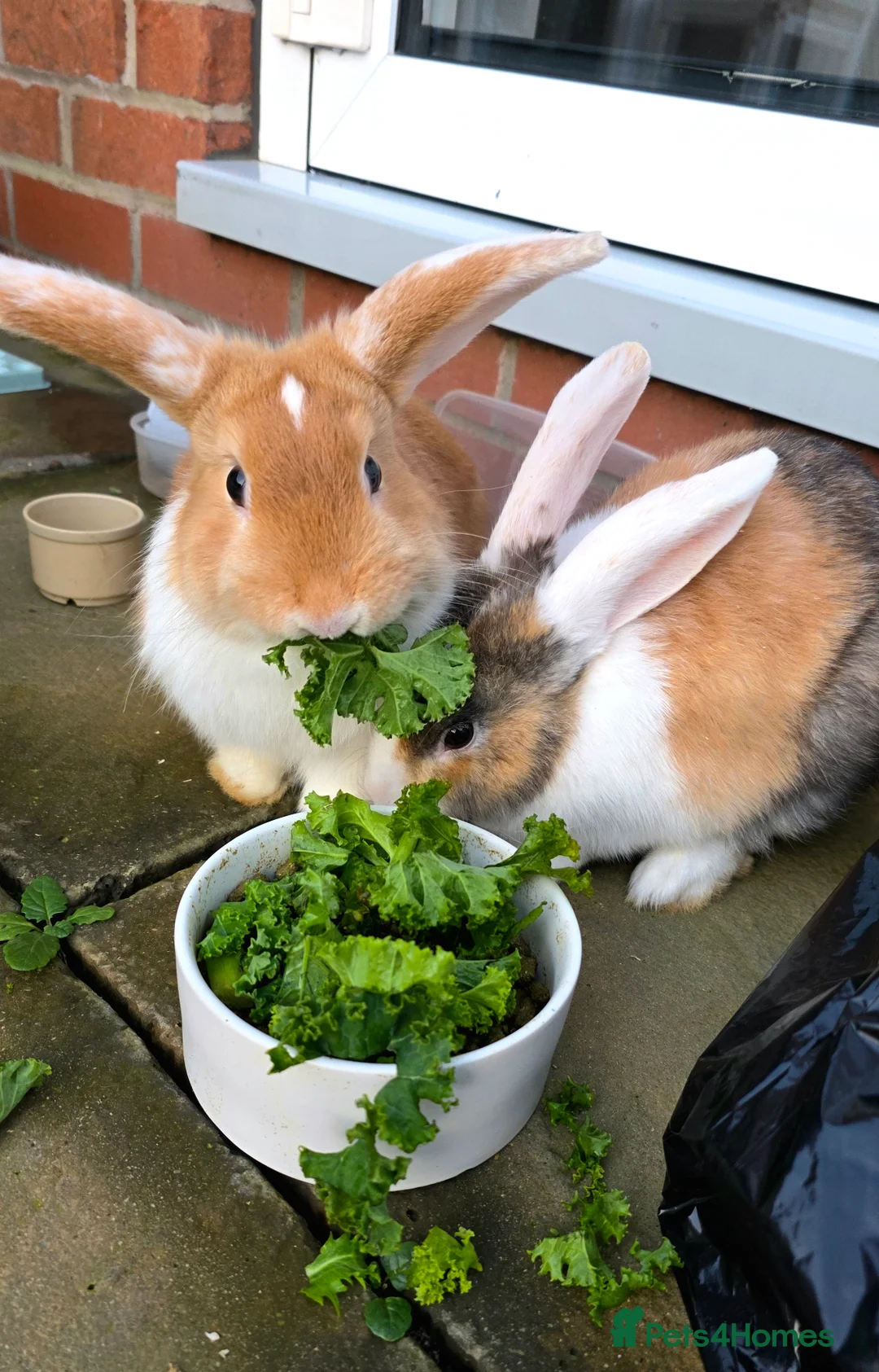 English Lop rabbits for sale: Male bunnies - Advert 1