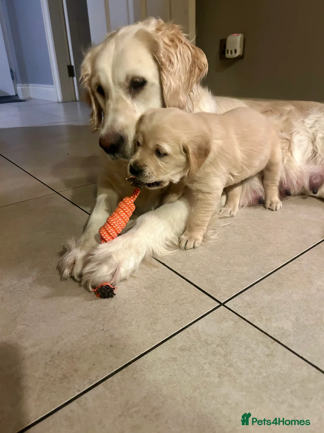 Goldador dogs for sale: Goldador Puppies – 7 Weeks Old 🐾 - Advert 5