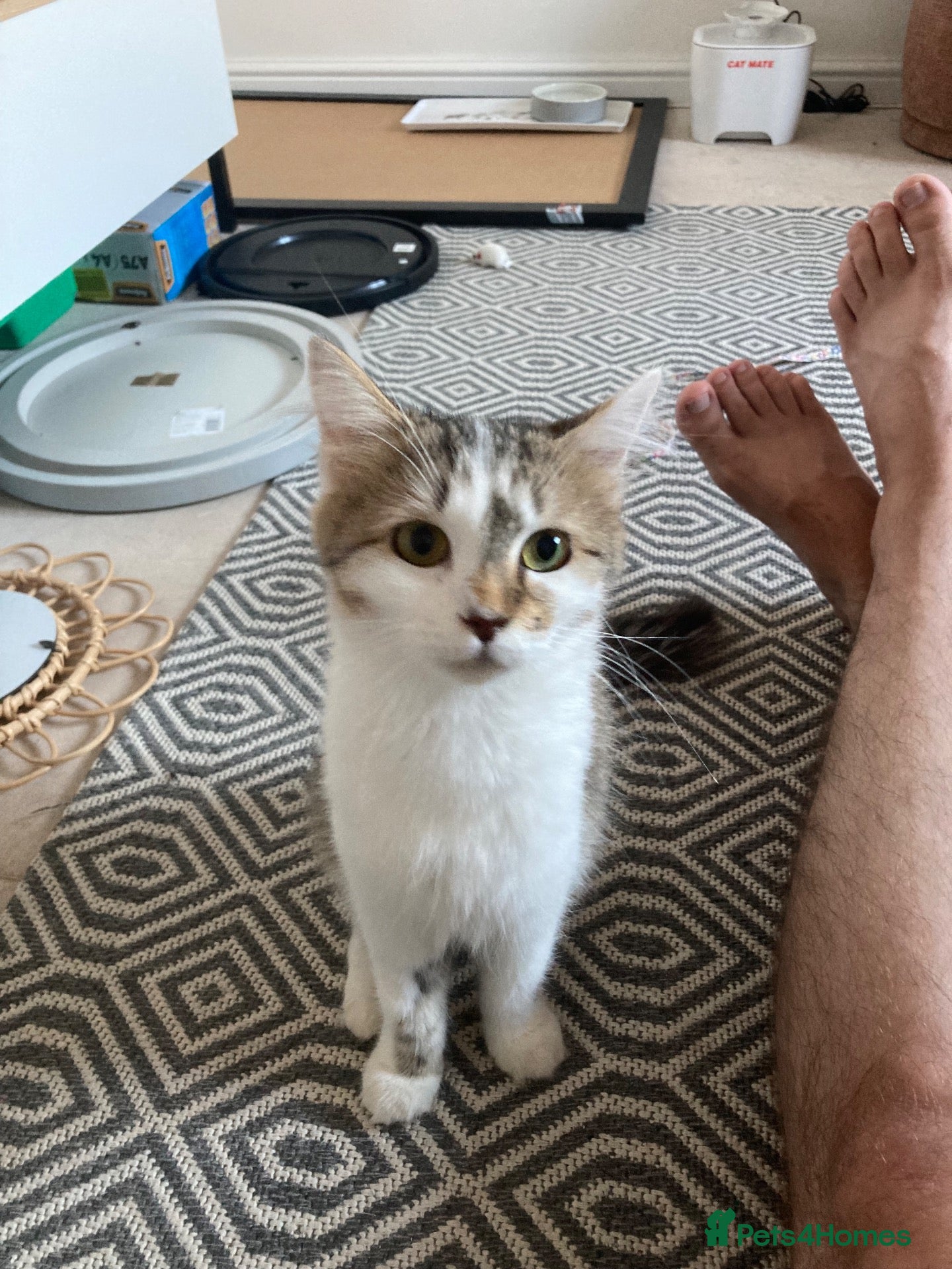 Domestic Shorthair cats Beautiful 2 Year Old Female - Advert 1