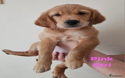Golden Retriever dogs for sale: 2 Boys 2 Girls KC Reg. Golden Retriever Puppies - Image 2