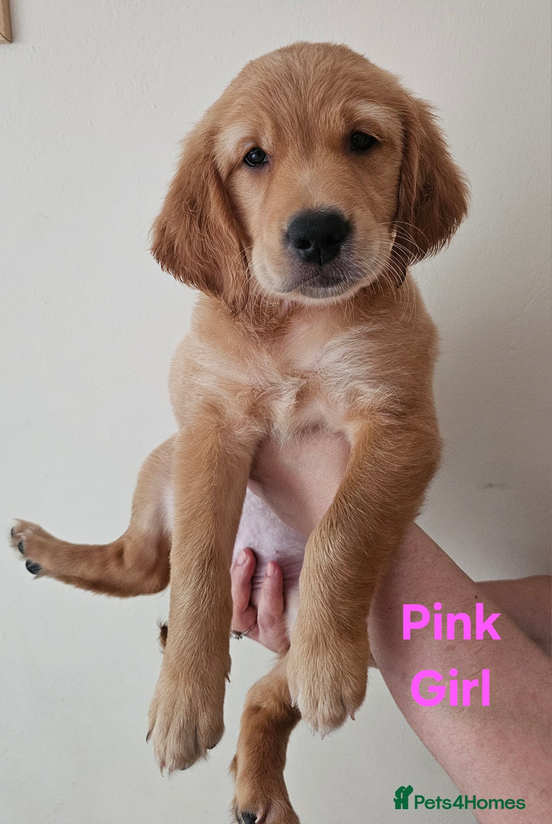Golden Retriever dogs for sale: 2 Boys 2 Girls KC Reg. Golden Retriever Puppies - Image 2