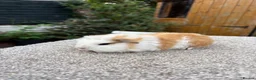 Guinea Pig rodents for sale: Swiss Guinea Pigs Boars - Advert 6