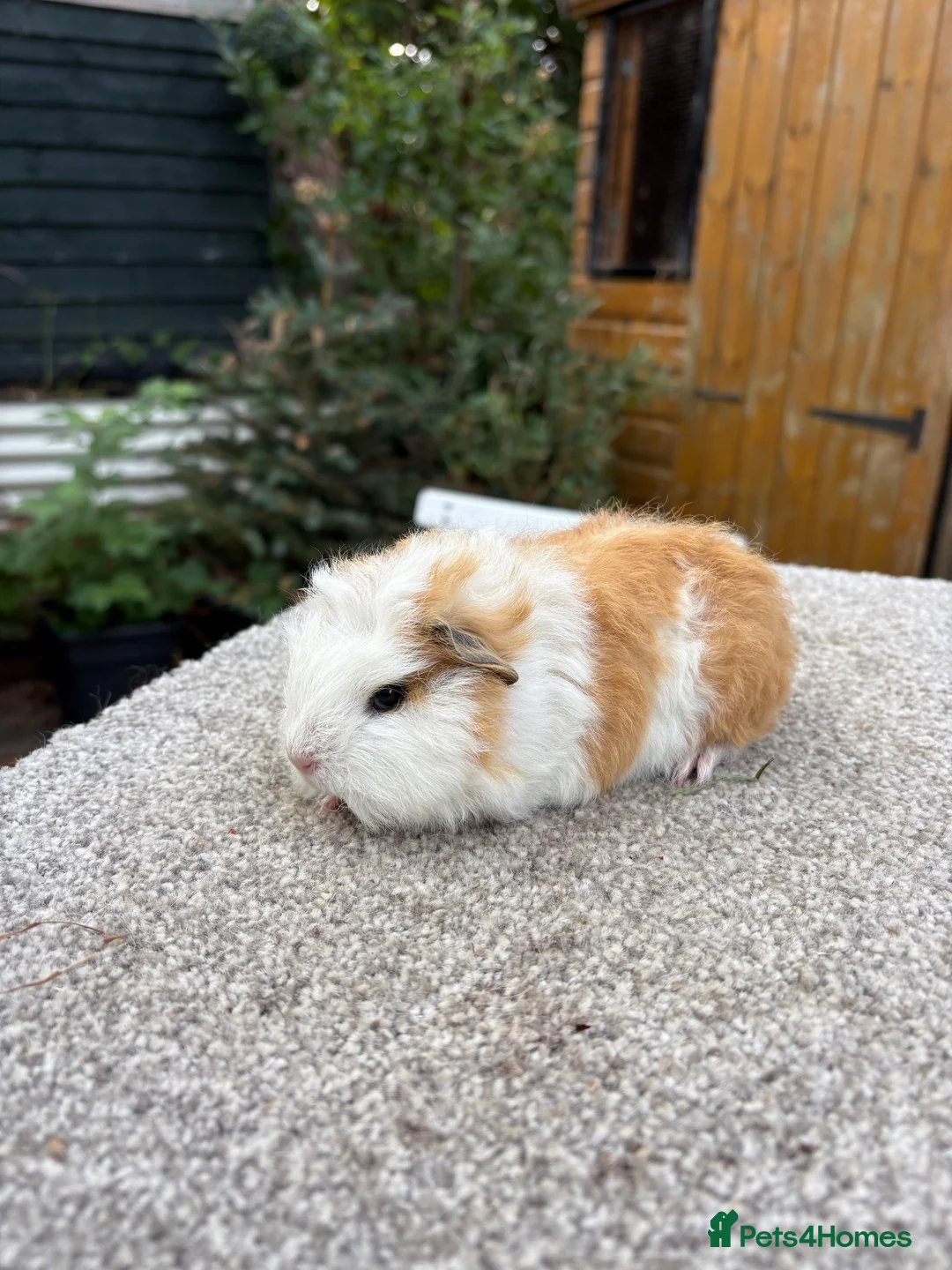 Guinea Pig rodents for sale: Swiss Guinea Pigs Boars - Advert 6