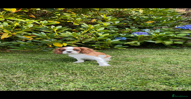 Cavalier King Charles Spaniel dogs - Advert 5