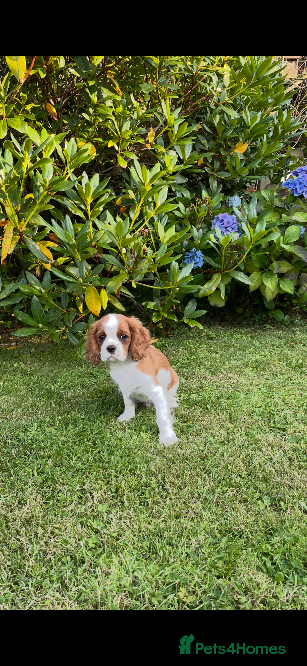 Cavalier King Charles Spaniel dogs for sale: K C Reg Fully Vaccinated  - Image 3