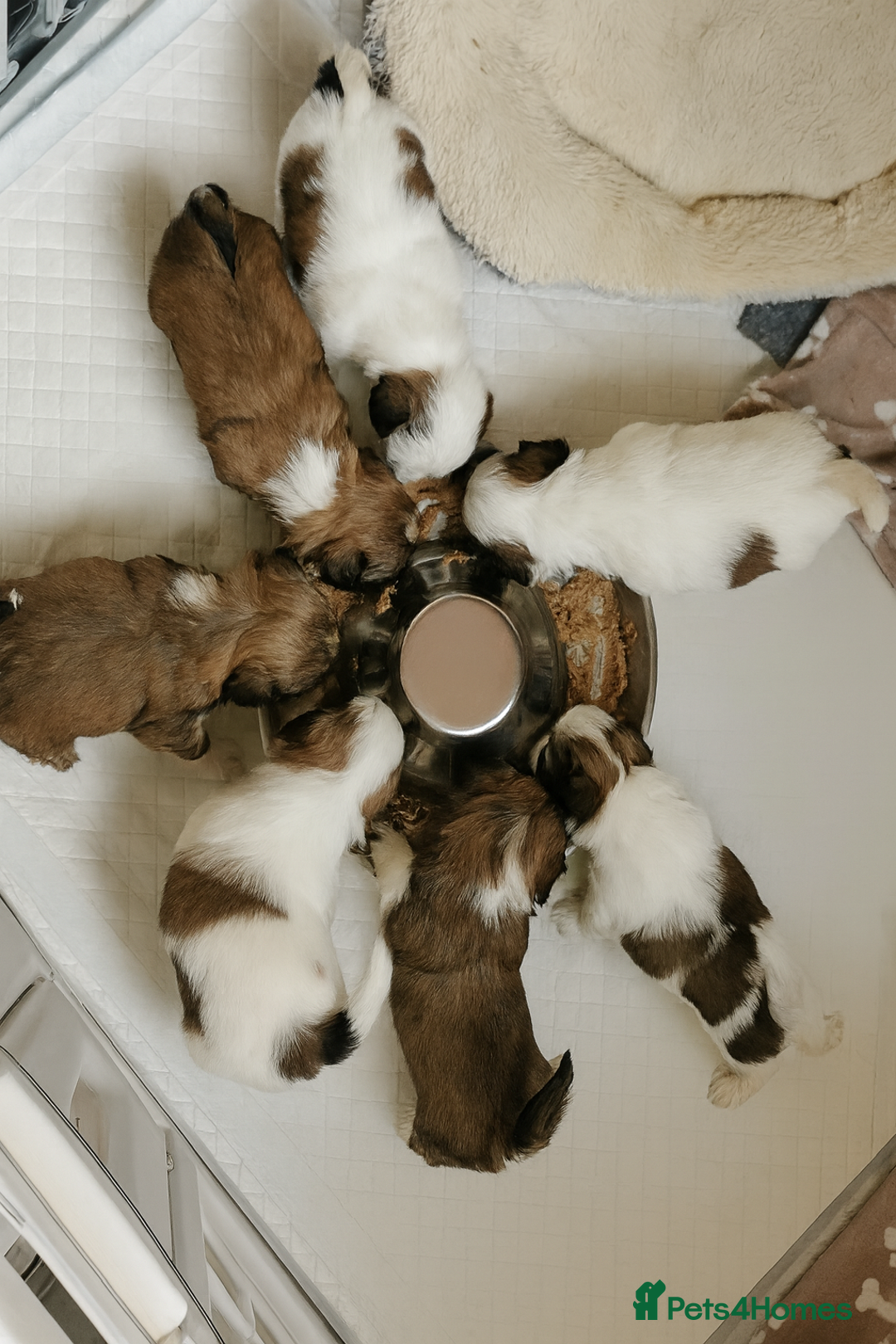 Shih Tzu dogs for sale: Shih tzu puppies 🦁🦁 🩷🩵 - Advert 2