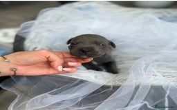 Staffordshire Bull Terrier dogs for sale: Staffordshire bull terrier  - Image 4
