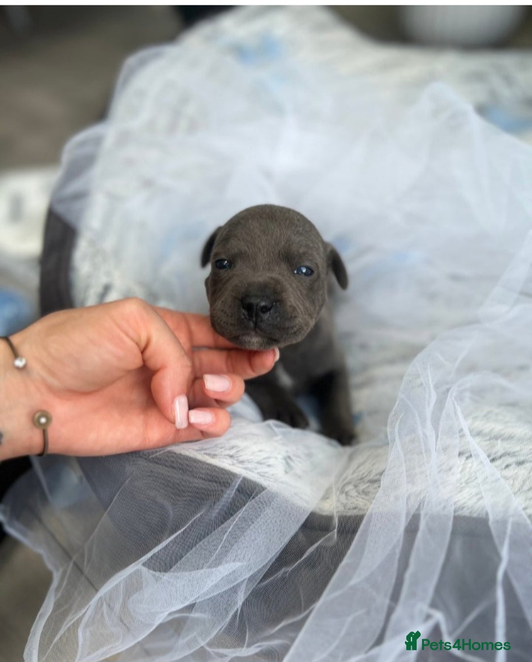 Staffordshire Bull Terrier dogs for sale: Staffordshire bull terrier  - Image 4