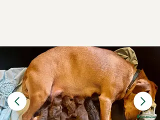 Patterdale Terrier dogs Female Paterdale Terrier 7 months old - Advert 2