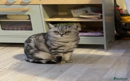 British Shorthair cats for sale: Two Stunning British Short Hair Silver Tabby - Image 2