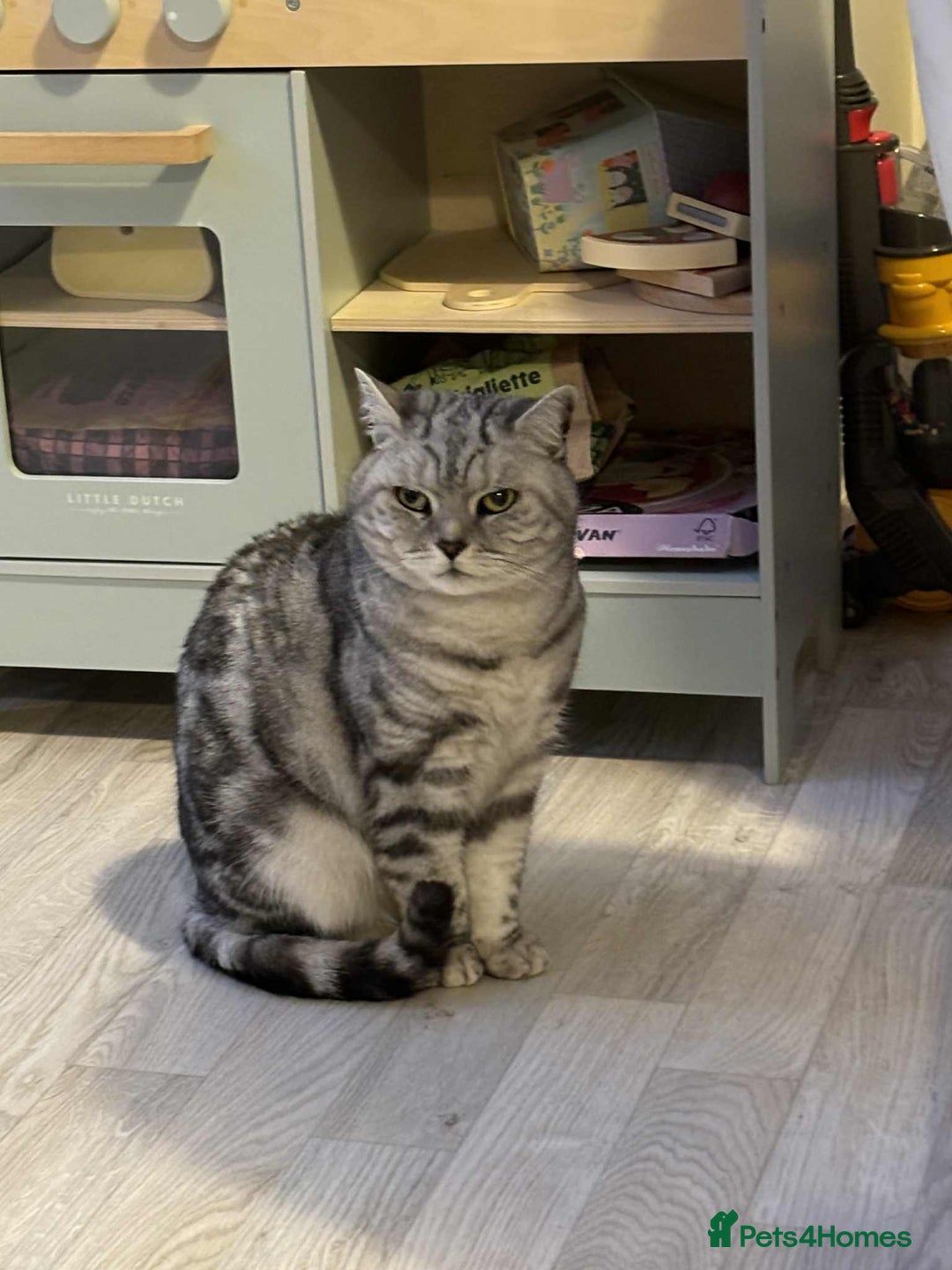 British Shorthair cats for sale: Two Stunning British Short Hair Silver Tabby - Image 2