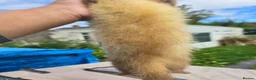 Ferret rodents for sale: Ferret in Worcester - Advert 3