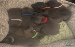 Staffordshire Bull Terrier dogs for sale: Litter of blue Staffordshire bull terriers  - Image 12