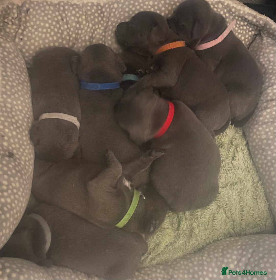 Staffordshire Bull Terrier dogs for sale: Litter of blue Staffordshire bull terriers  - Image 12