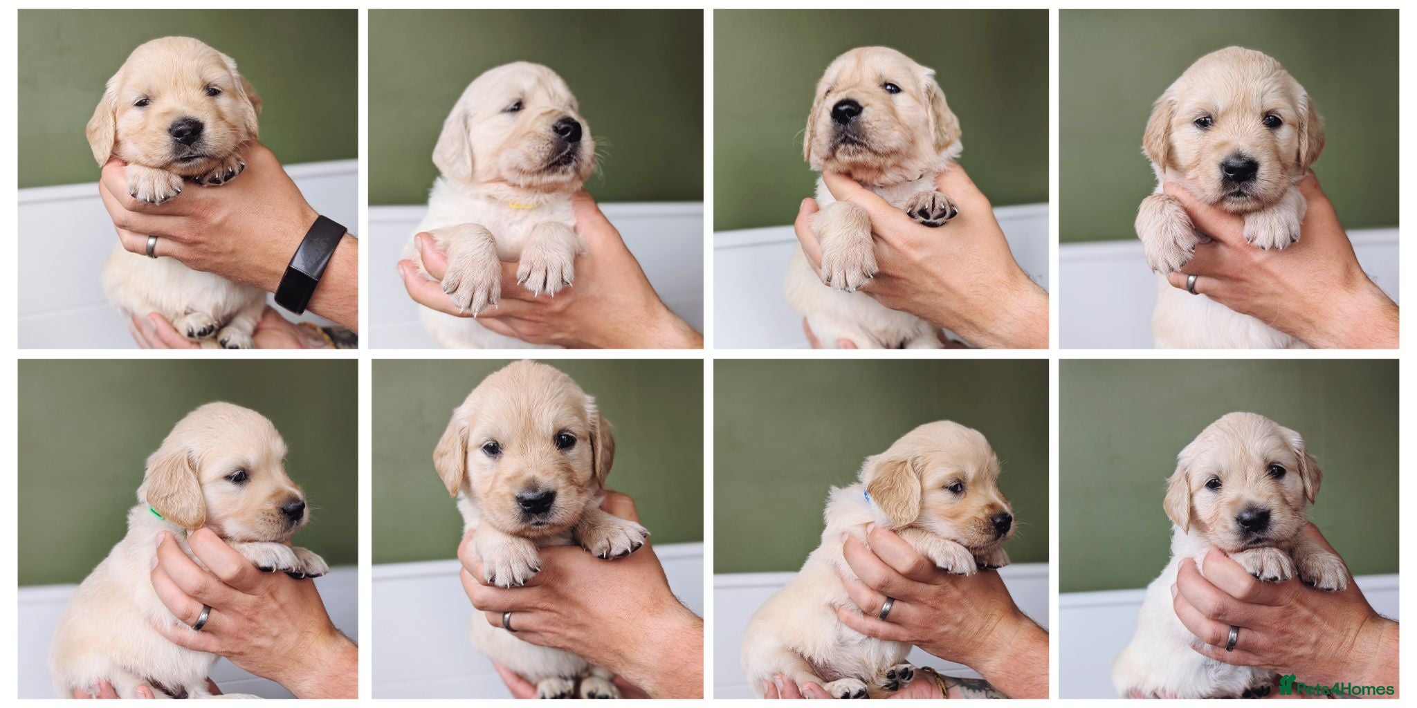 Golden Retriever dogs 6 remaining Chunky cream and golden puppies - Advert 1