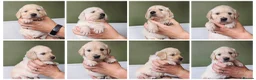 Golden Retriever dogs for sale: LAST GIRL Chunky cream and golden puppy  - Advert 16