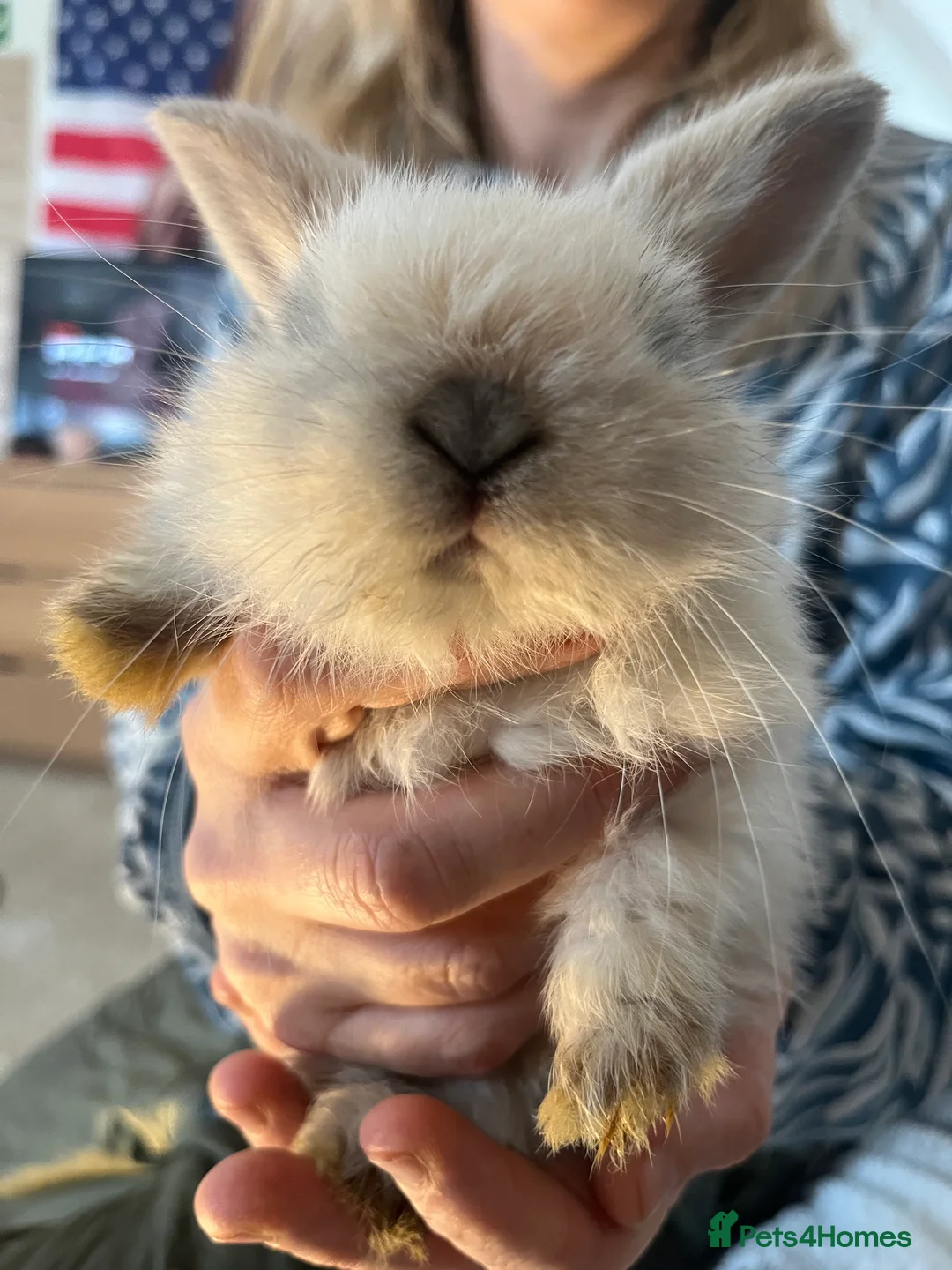 Mini Lop rabbits for sale: Cute mini baby lops for sale  - Advert 5
