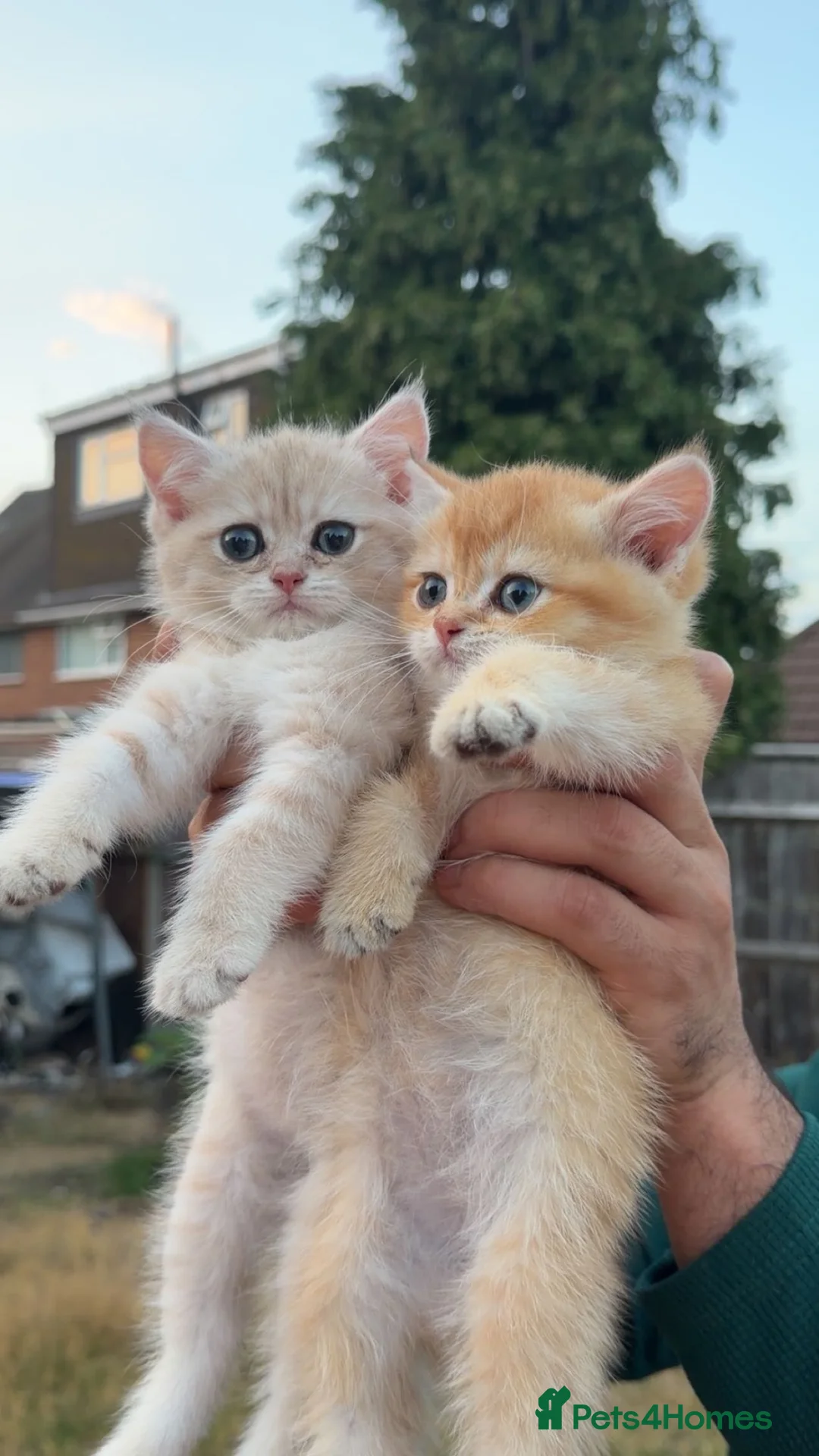British Shorthair cats for sale: British Golden - Advert 1