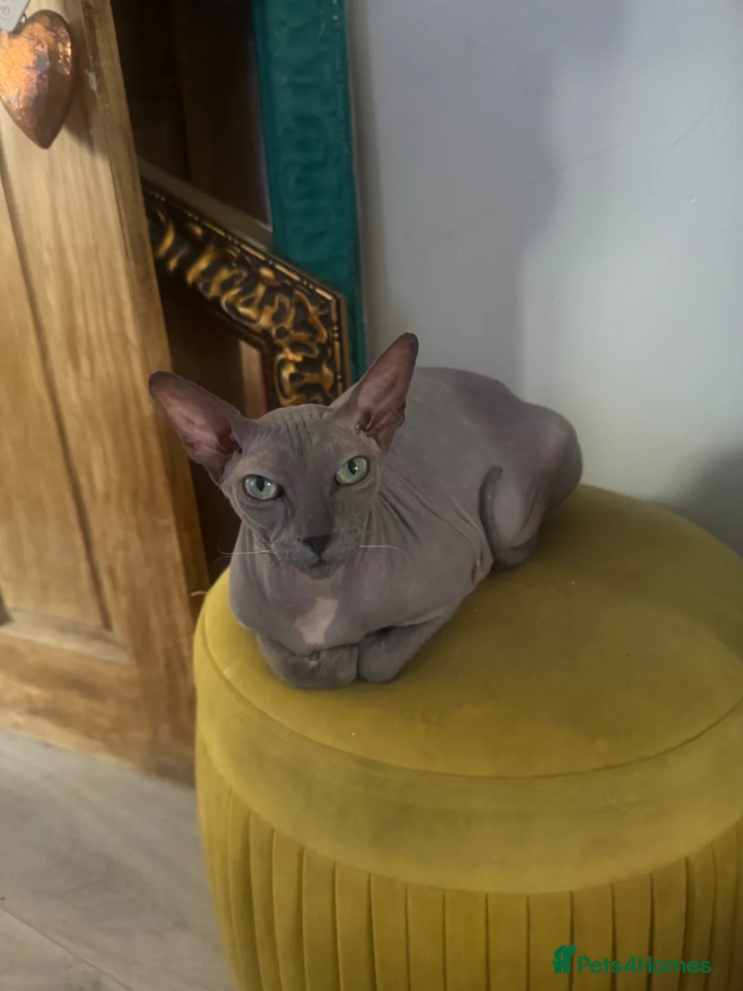 Sphynx cats for sale: Affectionate Sphynx cross - Advert 6
