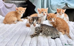 Mixed Breed cats for sale: Ginger Kittens from 1/2 Siamese mum - Image 18