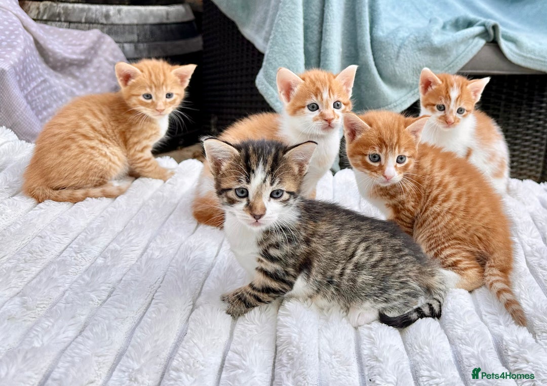 Mixed Breed cats for sale: Ginger Kittens from 1/2 Siamese mum - Image 18