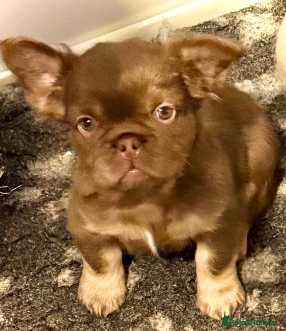 French Bulldog dogs Last girl left ready to leave  - Advert 5