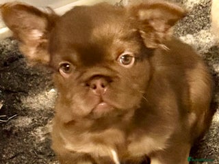 French Bulldog dogs Last girl left ready to leave - Advert 4