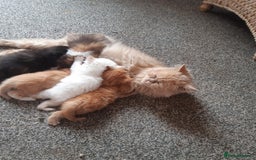 Ragdoll cats for sale: Ragdoll/Persian kittens - Image 7