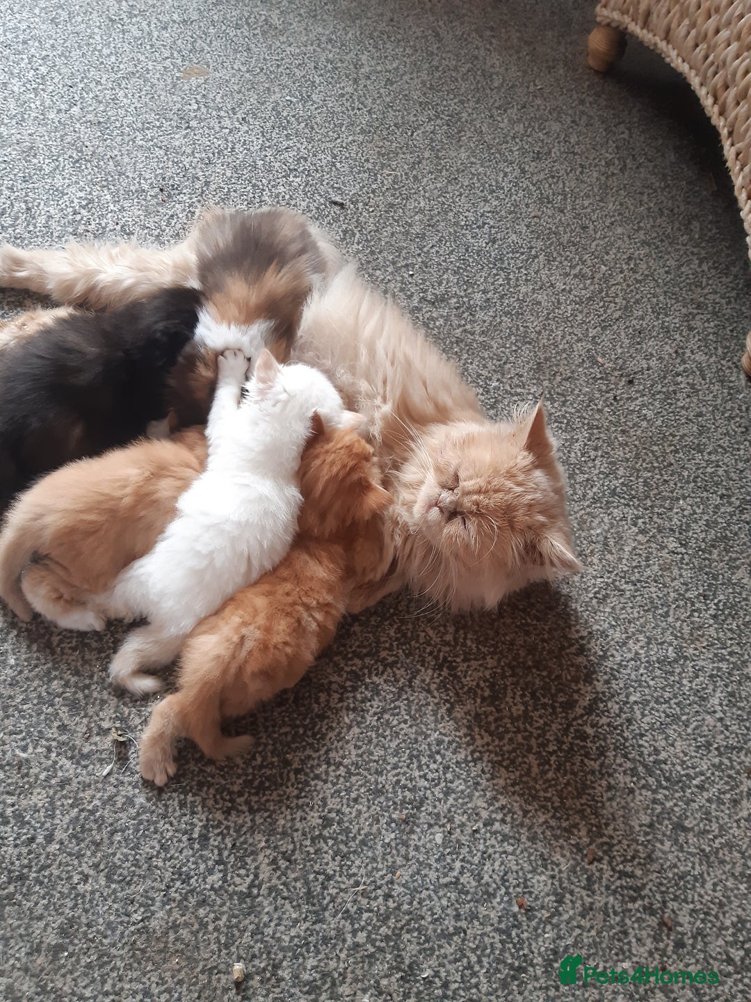 Ragdoll cats for sale: Ragdoll/Persian kittens - Image 7
