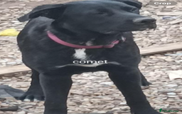 Mixed Breed dogs for sale: Lovely Tara - Image 3