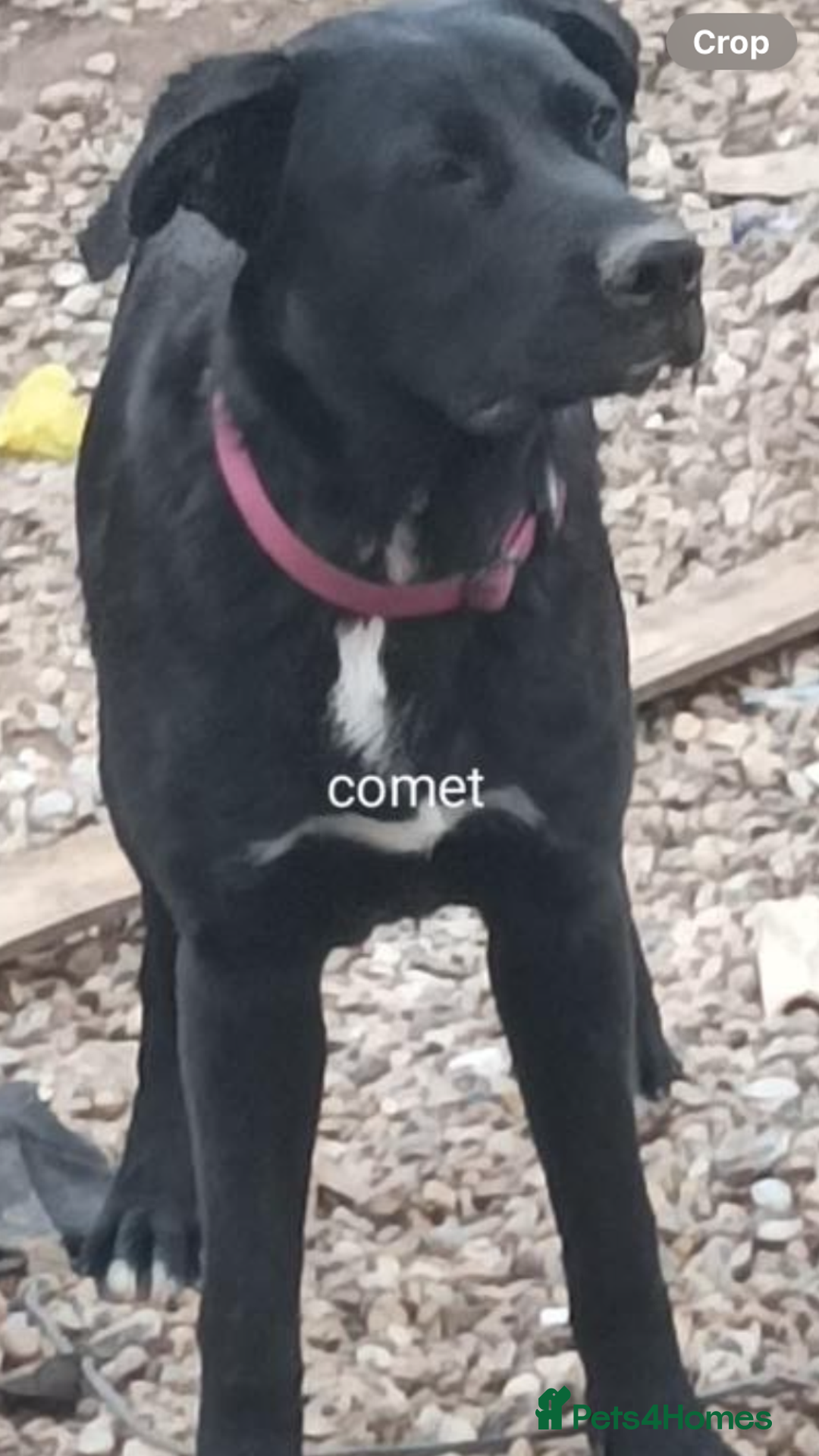 Mixed Breed dogs for sale: Lovely Tara - Image 3