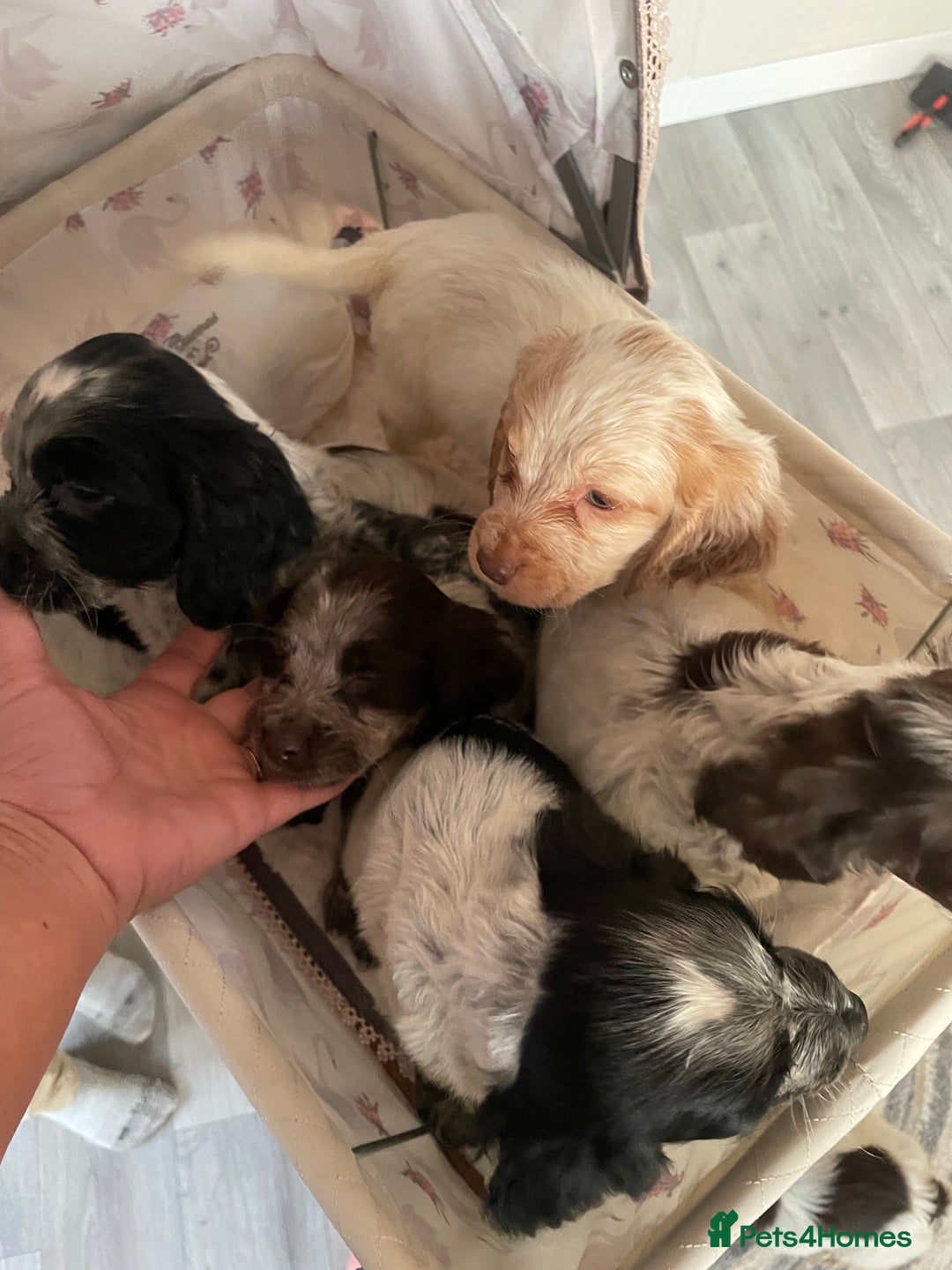 Gallery Image {{count}}