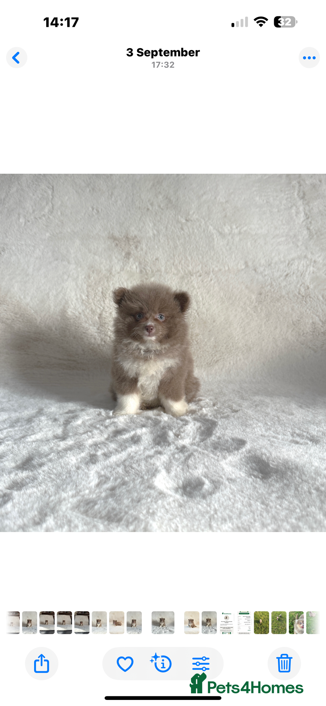 Pomsky dogs for sale: Tiny toysize Lilac Male Pomsky puppy for sale  - Image 7