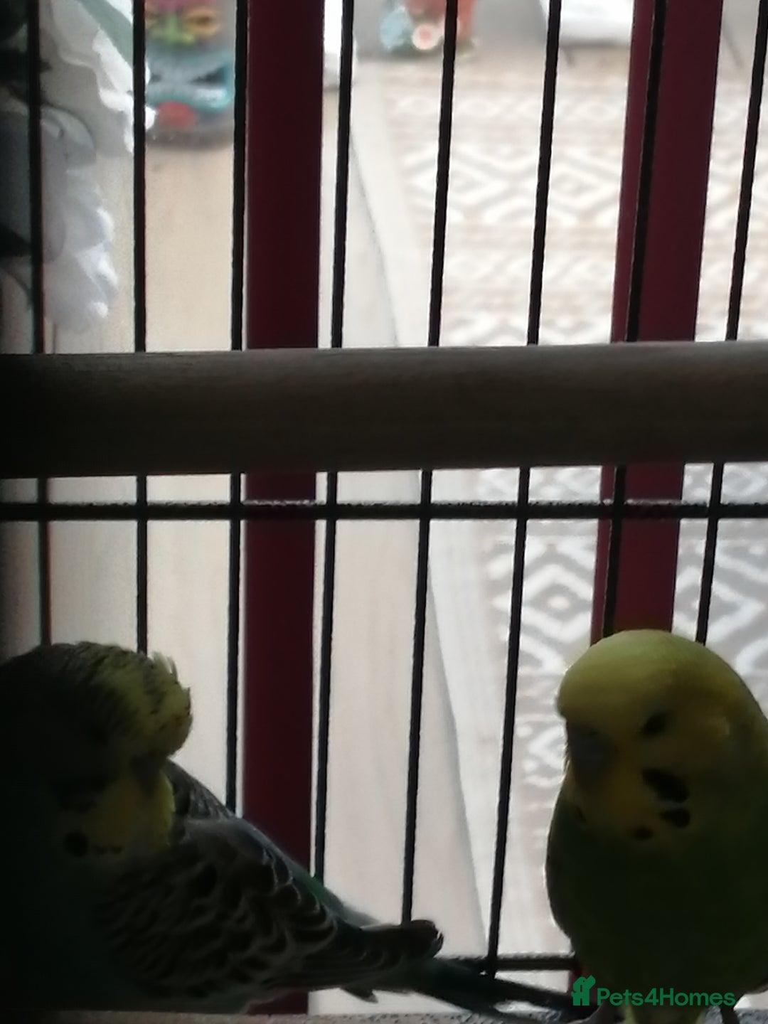 Budgerigars birds for sale: budgies for sale - Advert 12
