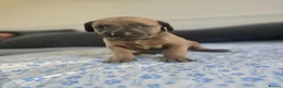 Mixed Breed dogs for sale: Doberman mix  in Nottingham - Advert 11