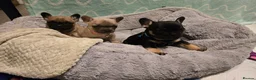 French Bulldog dogs for sale: French bulldog puppies.  - Advert 4