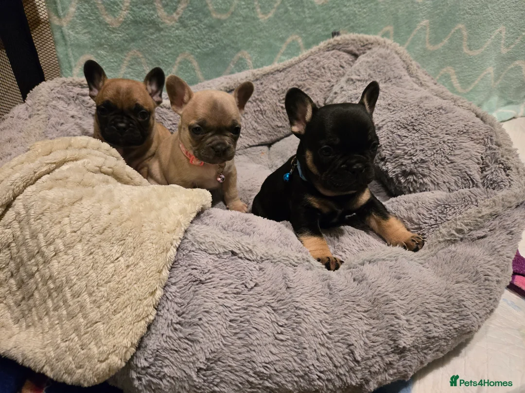 French Bulldog dogs for sale: French bulldog puppies.  - Advert 4